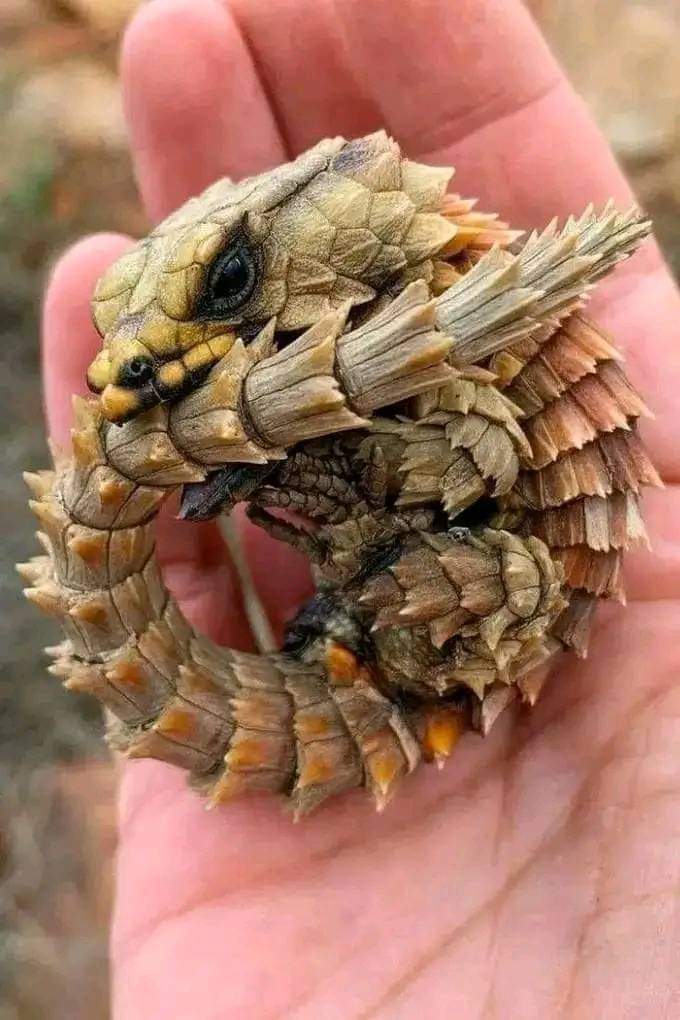 I have a live, cute dragon😚
Armadillo Girdled Lizard...
Found In Desert Areas Of Western Coast Of South Africa...