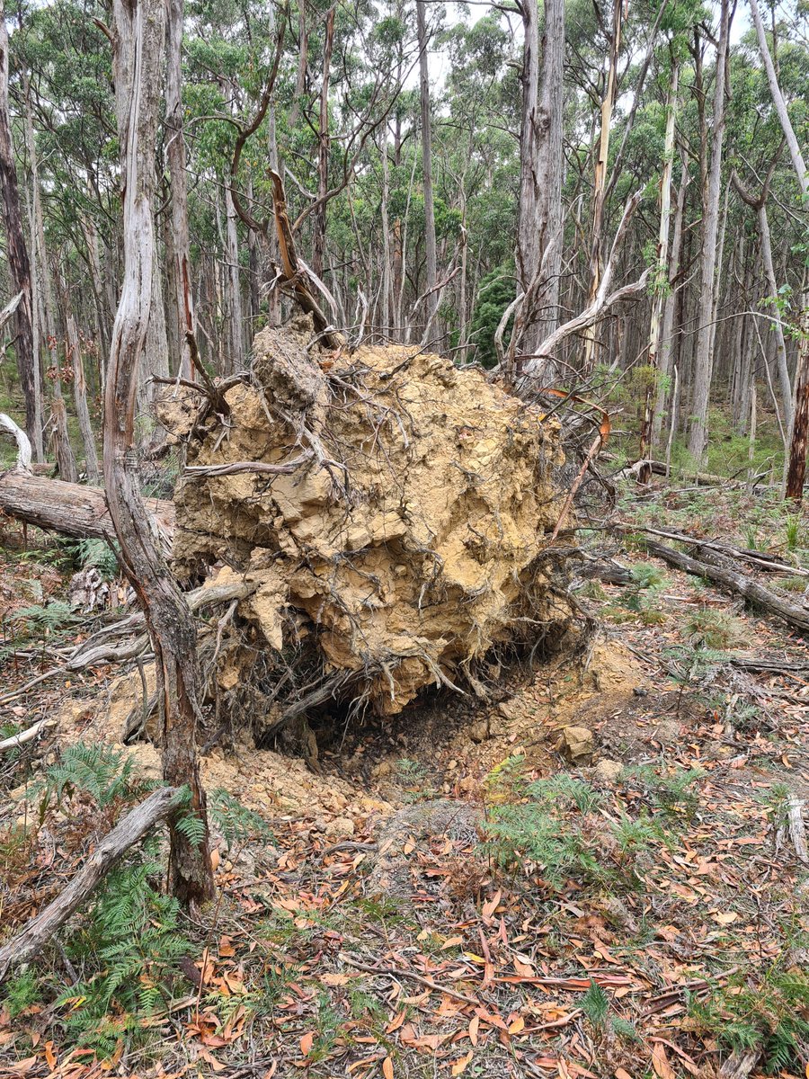 Will Woodgate (@w_woodgate) on Twitter photo Thank you <a href="/ninahinkonajera/">Nina Hinko-Najera</a> (UoM) for hosting us at the Wombat <a href="/TERN_Aus/">TERN</a> site for detailed TLS & spectral measurements. The windthrow damage was also fascinating to see!
More than 10 TERN sites across Aus captured uniformly, only a couple to go💪
<a href="/shaunlevick/">Shaun Levick</a> #NCIRSimpact Thank you <a href="/ninahinkonajera/">Nina Hinko-Najera</a> (UoM) for hosting us at the Wombat <a href="/TERN_Aus/">TERN</a> site for detailed TLS & spectral measurements. The windthrow damage was also fascinating to see!
More than 10 TERN sites across Aus captured uniformly, only a couple to go💪
<a href="/shaunlevick/">Shaun Levick</a> #NCIRSimpact