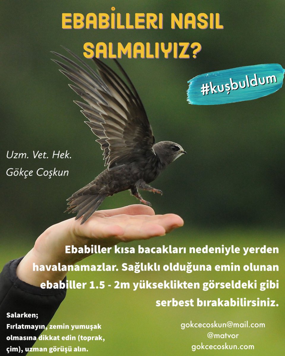 Ebabil kuşları ülkemize gelmeye başladı. Yorucu göç onları yardıma muhtaç hale getirebiliyor. Sizde yardıma muhtaç bir ebabil ile karşılaşırsanız onu tekrar gökyüzüne döndürebilirsiniz. Durumu daha kritik ve yavru olanlar için iletişime geçin. #kuşbuldum