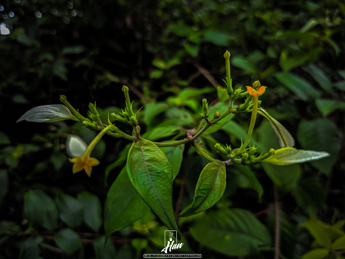 _han_fi's tweet photo. #redminote8pro #camera https://t.co/kQPqb02VEz