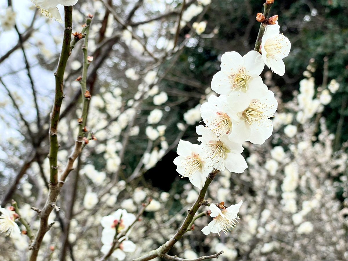 皆さんこんにちは♪ 梅と桜と菜の花に癒されました😊 素敵な午後を😊👍🌸