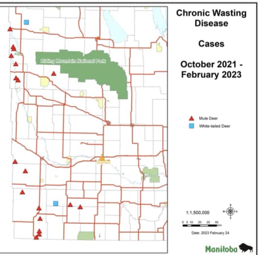 Latest map from Manitoba of #ChronicWastingDisease positives in mule deer+ white tails. Widespread and knocking on the door of Riding Mountain National Park..which has a few thousand elk. Likely to spread rapidly now.