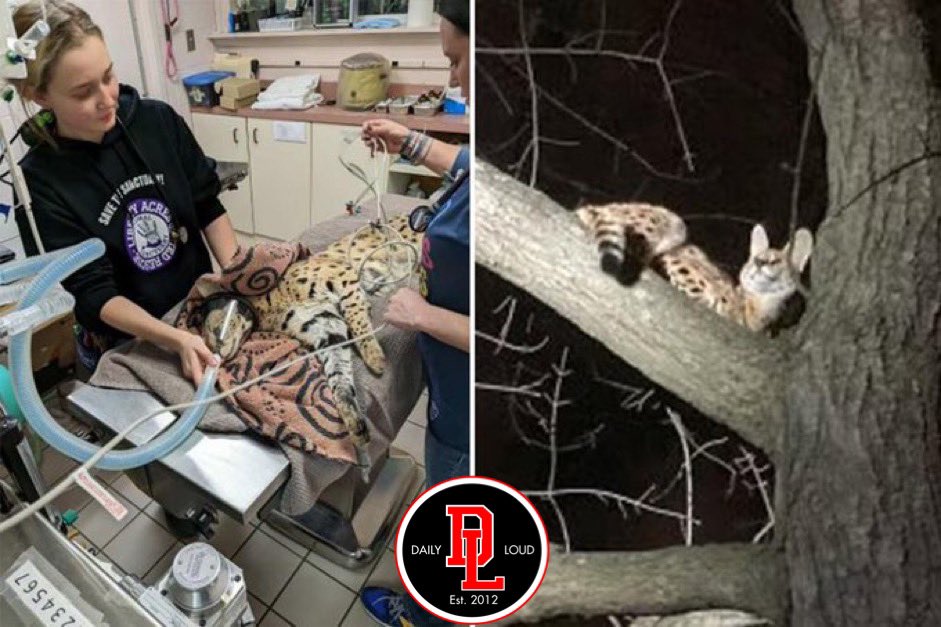 DailyLoud's tweet photo. African wild cat captured in Ohio and tests positive for cocaine 👀😳 https://t.co/XXyx7ut42H