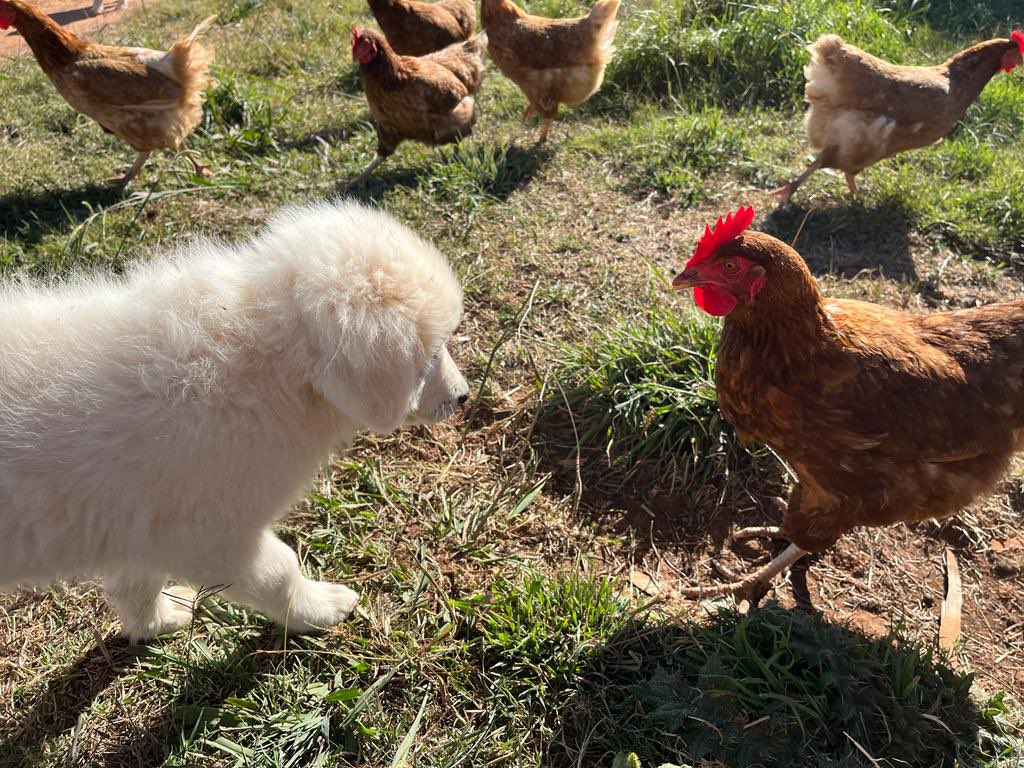 HilltopsEggs's tweet photo. Nice to meet ‘ya!
#puppes #chickens #pastured #eggs #paddocklife #freedom #Maremma #theoldandthenew https://t.co/JN3W6573lM