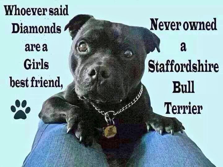Good morning Staffy Lovers, saw this and thought, how true! 
Cuddles for all the girls and boys best friends today! 
Hope you're keeping warm and snuggly in this frosty snowy weather, take care guys! 😘
seniorstaffyclub.co.uk 
#seniorstaffy #TeamZay #staffordshirebullterrier ❤️
