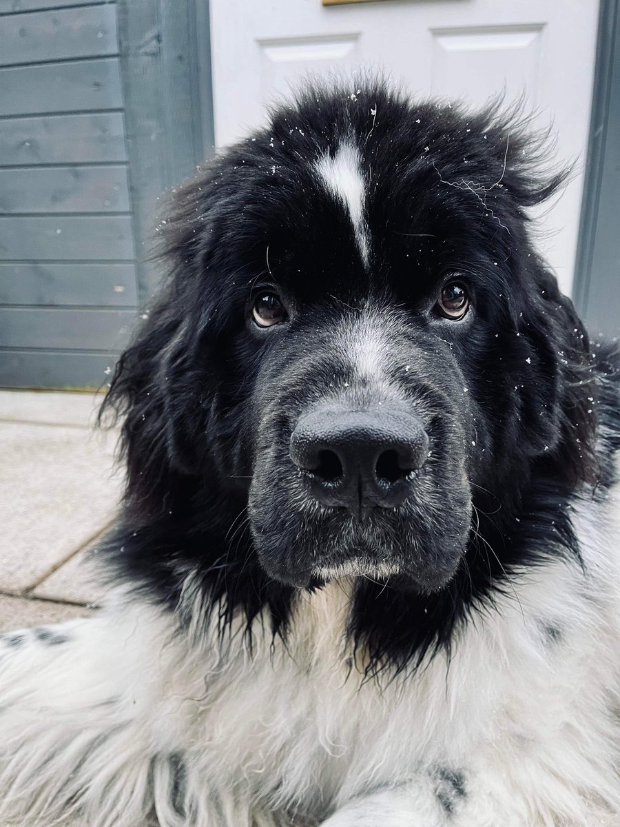 Montydogge's tweet photo. Not too much snow so far but more is coming. Yippee we can make a snowhooman and I can eat his nose. #DogsofTwittter #snowday #Bandito #birthdayboy https://t.co/cy4j54Baat