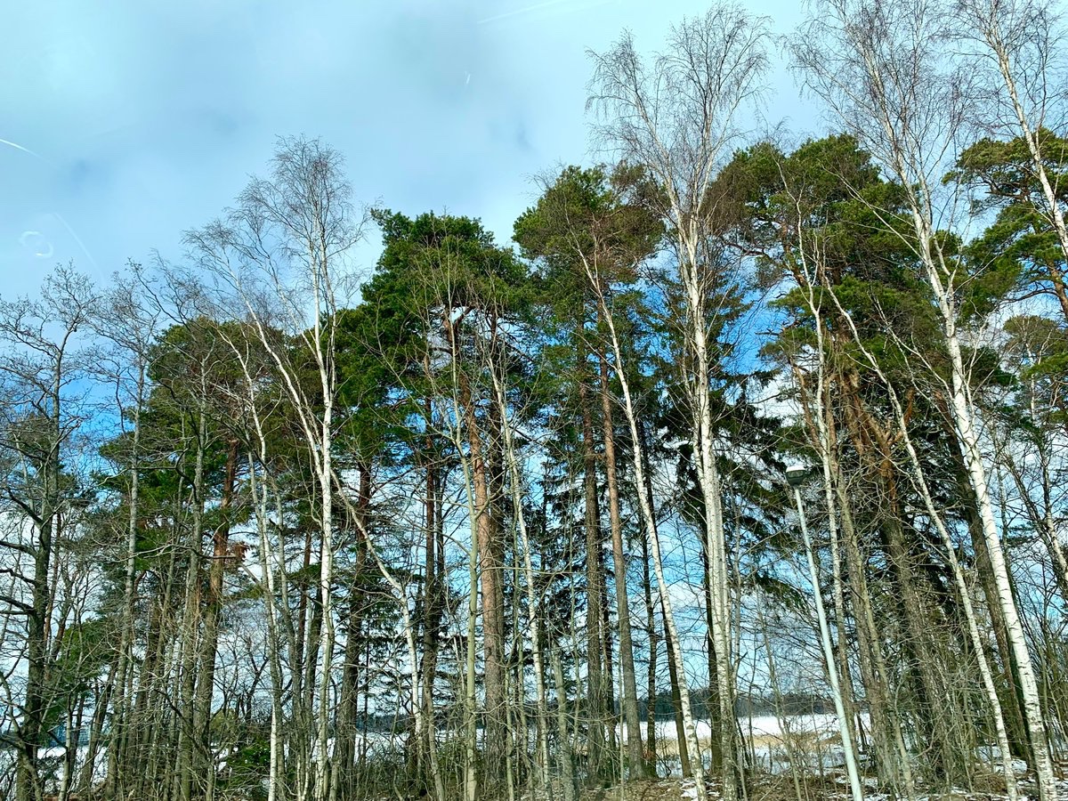 #CircularEconomy  and bio products are essential when preserving the planet and the #ecosystems Grateful to <a href="/LindqvistAntti/">Antti Lindqvist</a> and team for hosting us at <a href="/ForestBioFacts/">ForestBioFacts</a> and  introducing us to their online resources on #sustainable  forestry and green transition
#forest