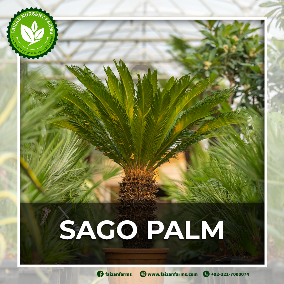 faizan_farms's tweet image. 🪴The #SagoPalm (Cycas revoluta) is a beautiful and low-maintenance option for adding a touch of the tropics to your garden. With its unique foliage and slow growth rate, it's sure to become a beautiful piece in your landscape.
☎️03217000074
#faizannurseryfarms #kangipalm #palm