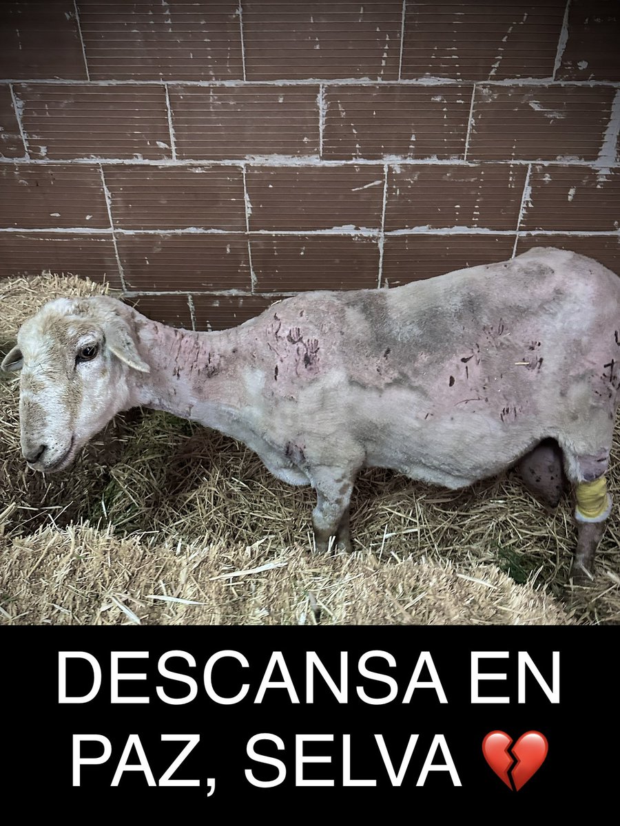 Descansa en Paz, Selva 💔
Hemos tenido que eutanasiar a Selva. En la cirugía, cuando empezaron a abrir para hacer la mastectomia, lo que encontraron fue heridas e infección incompatibles con la vida. Lo hemos intentado, luchadora 😥

Ayúdanos🙏 santuariovegan.org/colabora/hazte…