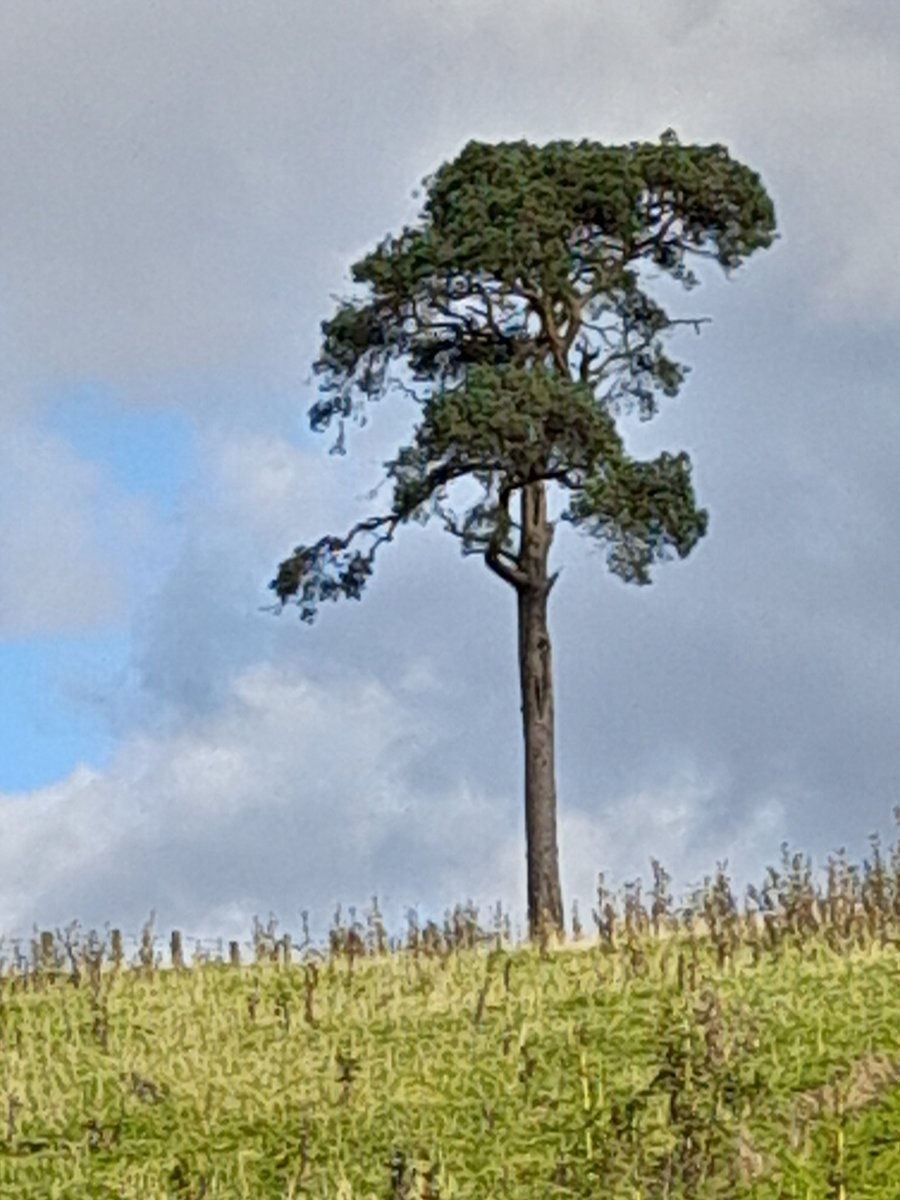 ZeeBeeRose's tweet photo. #thursdaytrees
Lone Scots pine https://t.co/ReTO4lbBcR