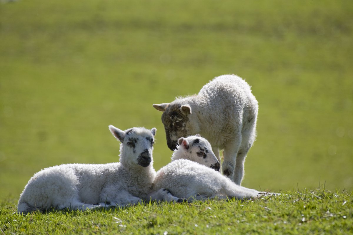 YAccountancy's tweet image. Our Spring newsletter includes information with regard to minimum wages increases, the new late VAT penalty regime and also other topical articles. yorkshiredalesaccountancy.co.uk/noticeboard/sp…