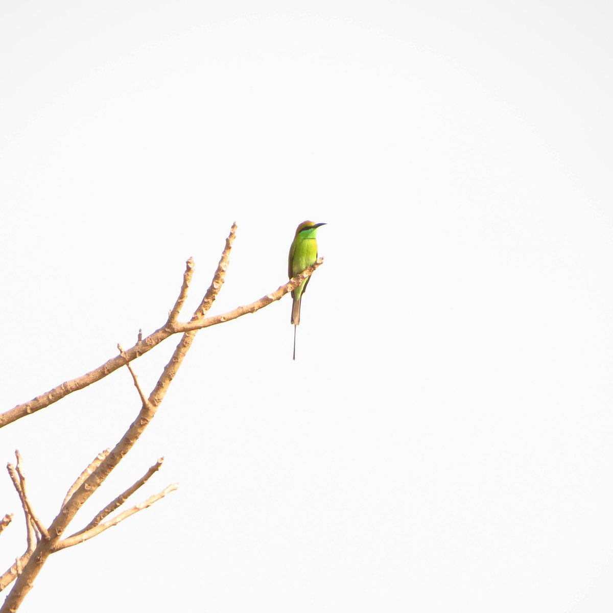 Bee eater for #ColourfulBirds #IndiAves  #birdwatching #birdphotography