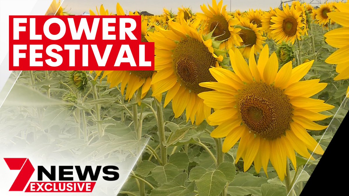 7NEWS Queensland (@7newsbrisbane) on Twitter photo It started as a way to drought-proof their property. Now the Kalbar Sunflower Festival has gone global. It's attracting tourists from across the world to the Scenic Rim for Queensland's most picturesque event. youtu.be/jNTHeBXD91w <a href="/G_Chumbley/">Georgie Chumbley</a> #7NEWS It started as a way to drought-proof their property. Now the Kalbar Sunflower Festival has gone global. It's attracting tourists from across the world to the Scenic Rim for Queensland's most picturesque event. youtu.be/jNTHeBXD91w <a href="/G_Chumbley/">Georgie Chumbley</a> #7NEWS