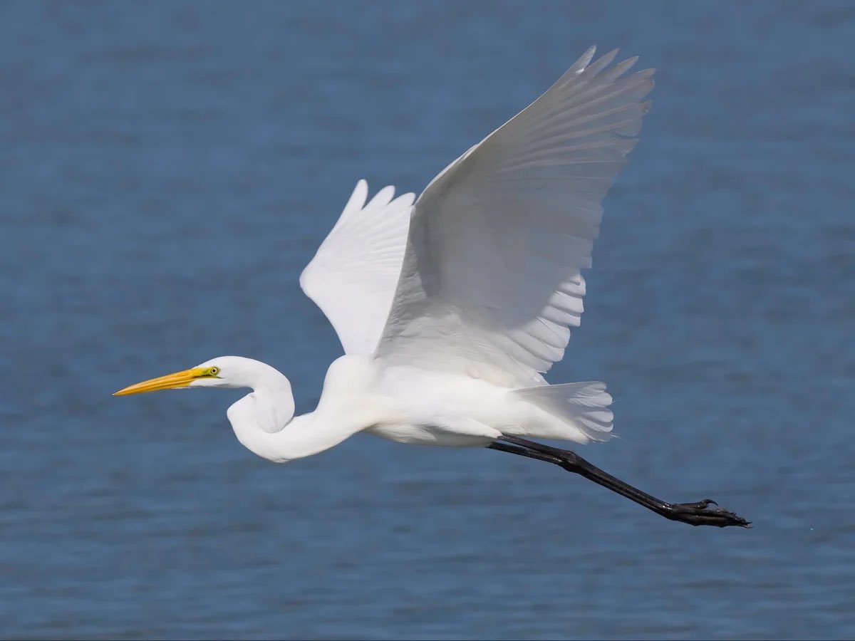 Will you spot a #greatwhiteheron during #BunnyHop2023? Places still available so come and join the other bunnies on #EasterMonday for our 7.5 mile #TrailRace across the stunning #ShapwickHeath. Book via fullonsport.com/event/bunny-ho… See you there!🐰