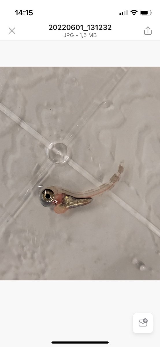 James Hinchcliffe tweet media