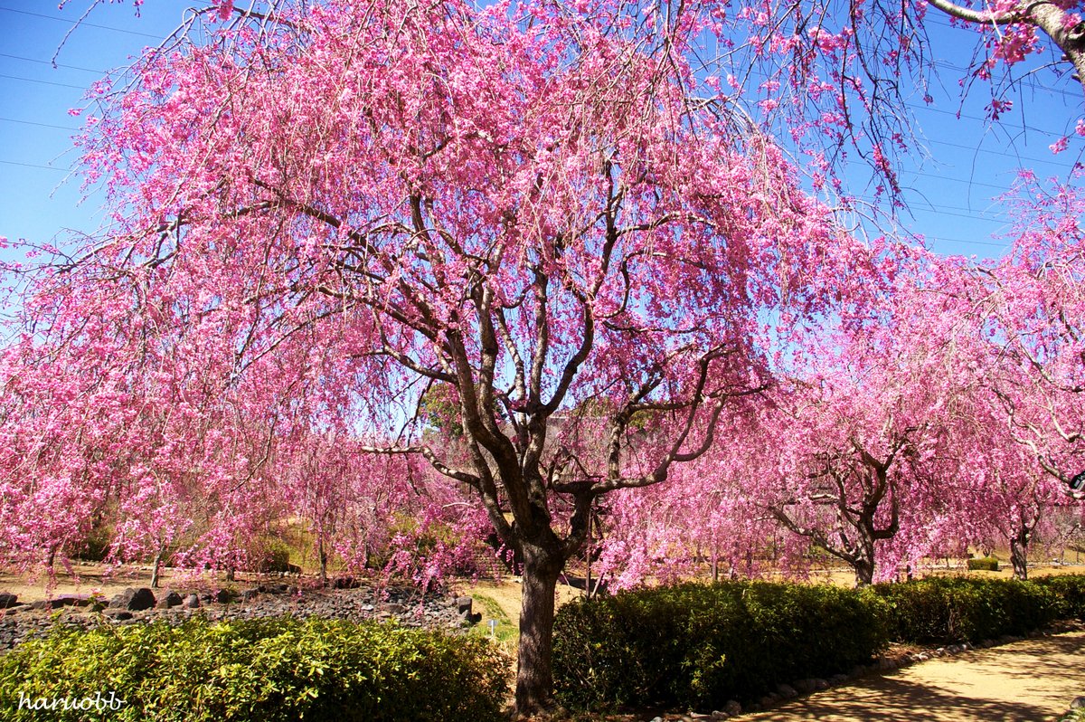 お疲れ様です。 桜に囲まれた場所でリフレッシュしたいね。 青空と桜のピンクが美しいコラボレーション 今日は、木曜日の夜。 あと1日頑張れば、もうすぐ休みに入る。 だけど、休みも仕事かな。 仕事が思うように進まないから困ったね。