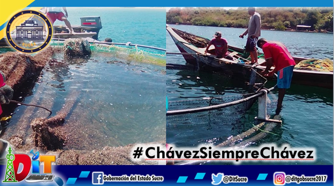 #SeguimosEnMarcha 👉🏼👏🏼 Por orientaciones del gobernador @GPintoVzla , el equipo de <a href="/FidaesSuc/">Fidaes Sucre</a> sigue trabajando por el desarrollo de la #Acuicultura en el estado Sucre, con la colocación de una malla para la nueva jaula de #Peces.

<a href="/NicolasMaduro/">Nicolás Maduro</a>
#ChávezSiempreChávez