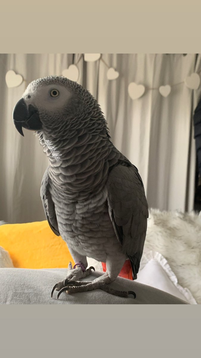 sidTHEparrot's tweet photo. My lady had a dream I called out her name, she’s only been teaching me this for 7 years 😳 so you keep dreaming human lady I’m not saying it! 😂 🤷🏼‍♀️ #sidslife #ijustwontsayit #africangrey #isaywhatiwant #wheniwant #thursdayvibe https://t.co/6mhtIewmup