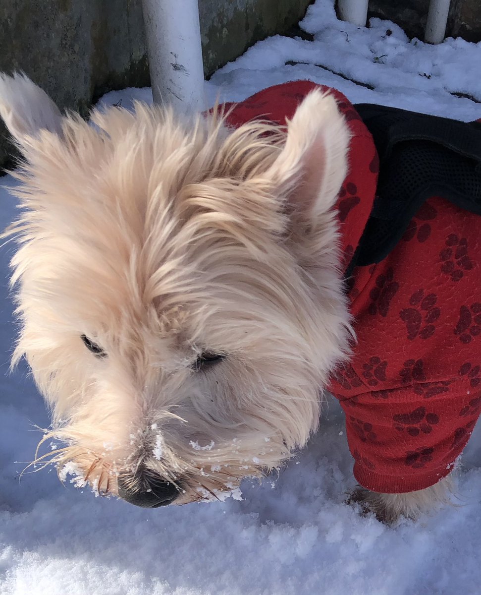neale_morrison's tweet photo. Snowy walkies today me was trying to help clear de snowy paths!!! Den saw a zomb so me deaded it den peed on it!!! #ZSHQ #snowyfun https://t.co/SEnNNLqL47