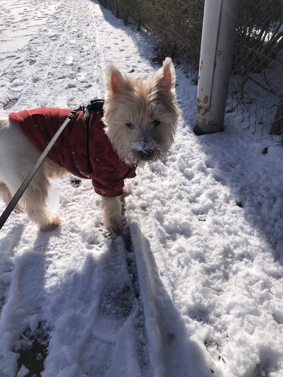 neale_morrison's tweet photo. Snowy walkies today me was trying to help clear de snowy paths!!! Den saw a zomb so me deaded it den peed on it!!! #ZSHQ #snowyfun https://t.co/SEnNNLqL47