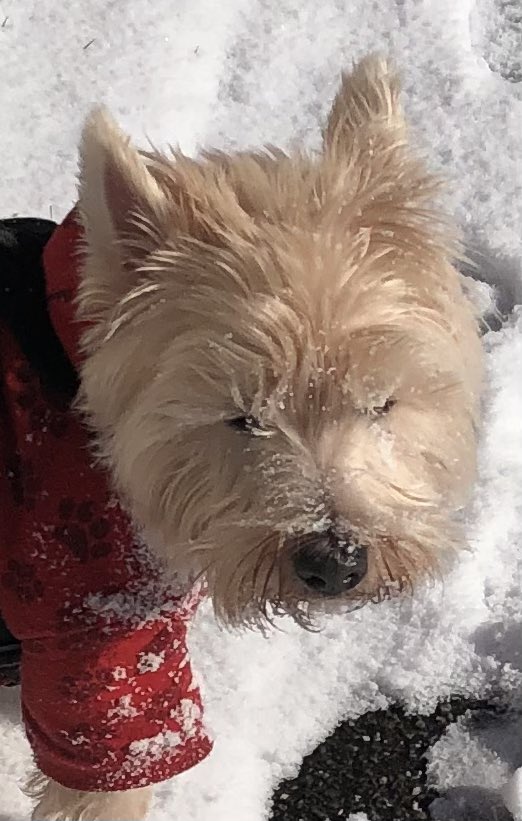 neale_morrison's tweet photo. Snowy walkies today me was trying to help clear de snowy paths!!! Den saw a zomb so me deaded it den peed on it!!! #ZSHQ #snowyfun https://t.co/SEnNNLqL47