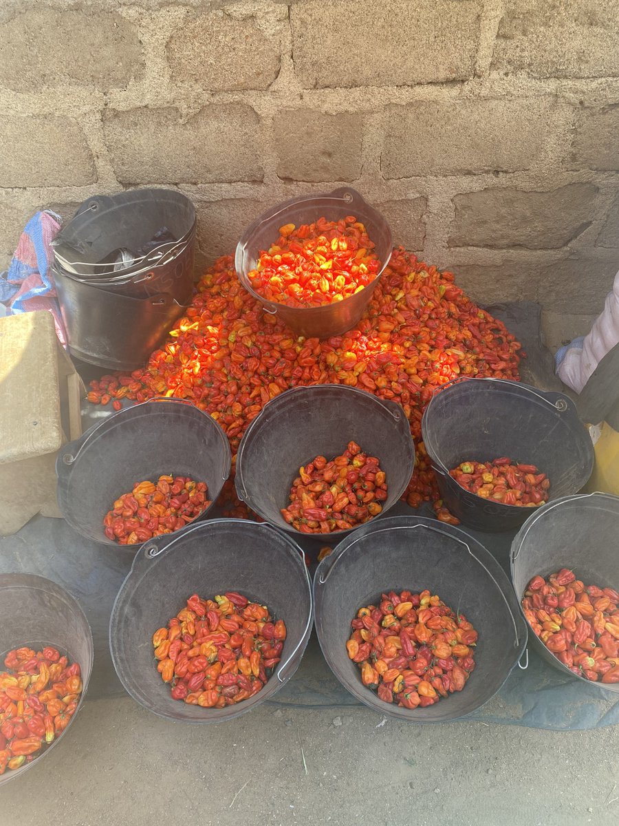 Alida O'Connor tweet media