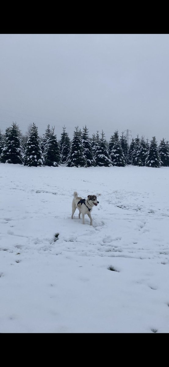 PoppyFrancis13's tweet photo. Out for a snowy walk #dogsoftwitter https://t.co/VBPQHuigI2