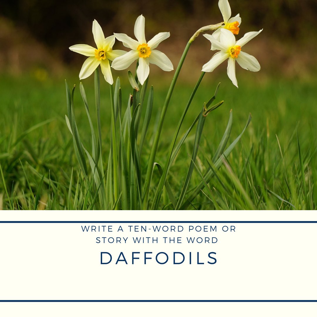 Write a 10 word story/poem including prompt word:

daffodils 

Tag #PenYourTen and please read/share others that participate ❤️

<a href="/PromptList/">PromptList</a> <a href="/PromptAdvant/">PromptTimes</a> <a href="/thewriteprompt/">The Write Prompt</a> <a href="/vssWritingRT/">vssWritingRT ♻️</a> <a href="/prompt_doc/">A Poet by Heart</a>