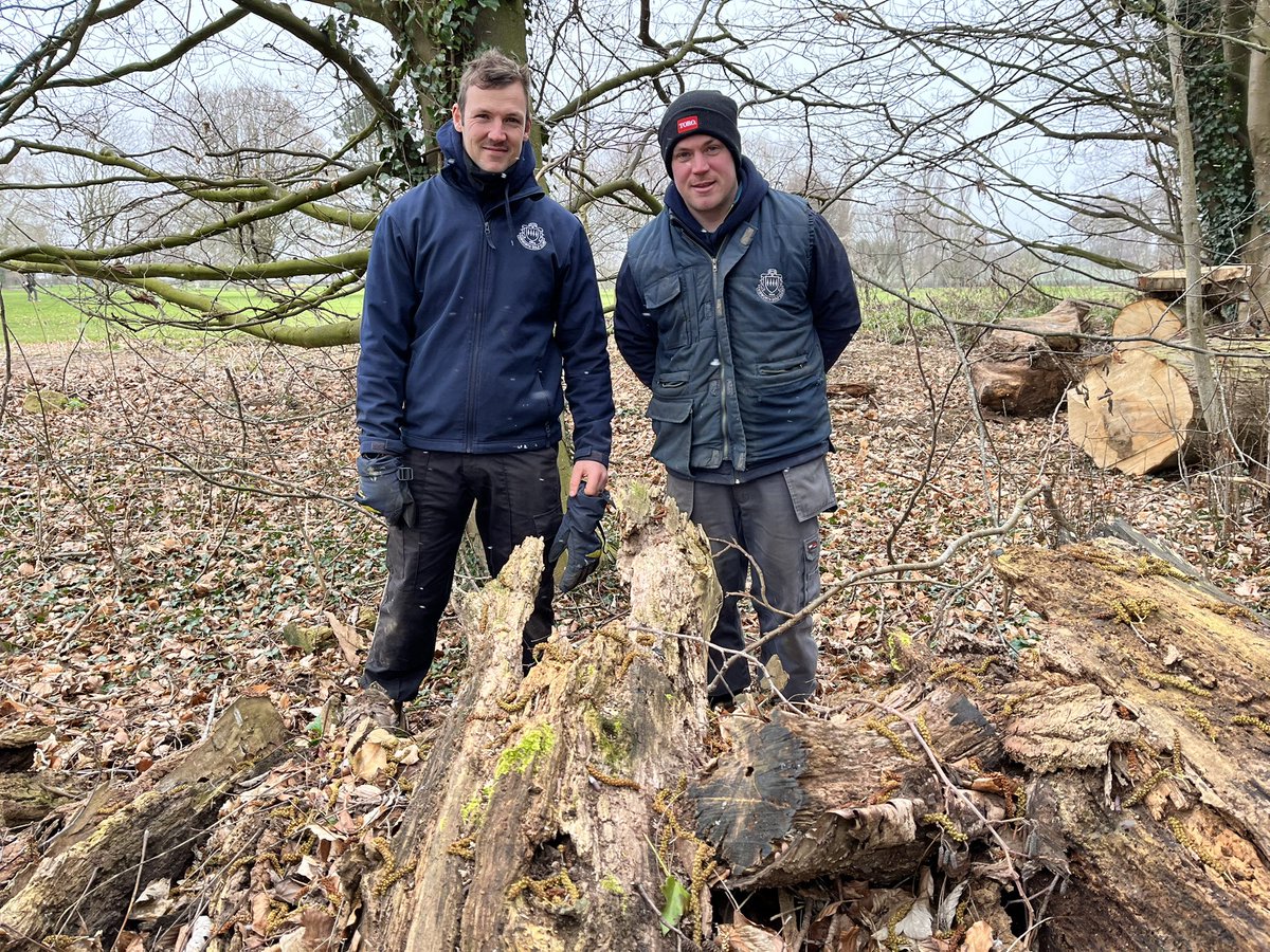 Would you look at this! Fab woodland thinning for the benefit of the course. There’s stacked timber of considerable age too here at Kibworth GC. Lovely stuff @mwanderson89