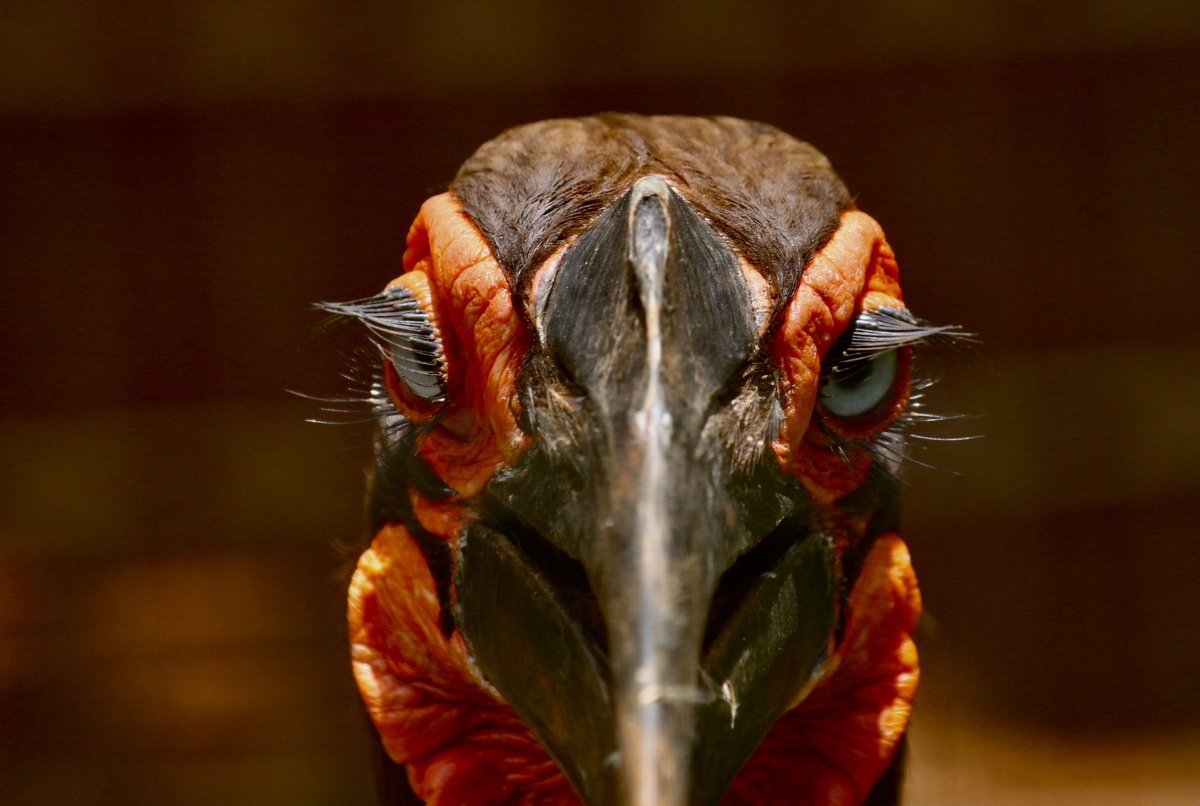 Zimbotash's tweet photo. Southern ground hornbill (Bucorvus leadbeateri) is listed as Vulnerable for its population decline said to be a result from habitat loss, agriculture and logging. 
#birds #ornithology #zimbabwe #birdsofzimbabwe #hornbill #nature #wildlife #safari #animals #conservation https://t.co/PT0dTozheE