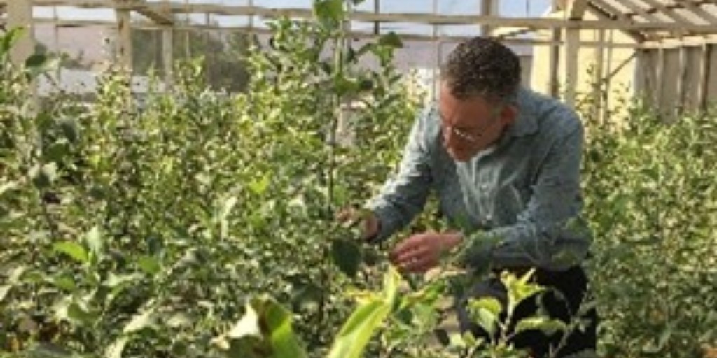 plant_clean's tweet photo. Over the past two years, @clean_plant in Prosser, Washington, has worked to build a more diverse public tree fruit foundation to include more cider and heritage apple varieties important to smaller farm-to-table operations. To learn more, visit, https://t.co/5JJjFbVman https://t.co/hgLYtCksX6