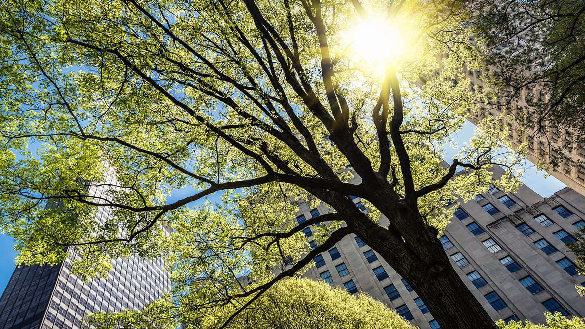 Cities across the world are harnessing the power of trees to help fight #climatechange 🌳. John Francis explains how Turing research aims to help cities plant trees where they are most needed. Read more in the Turing blog: bit.ly/3L4oxlI #datascience #greenenergy #AI