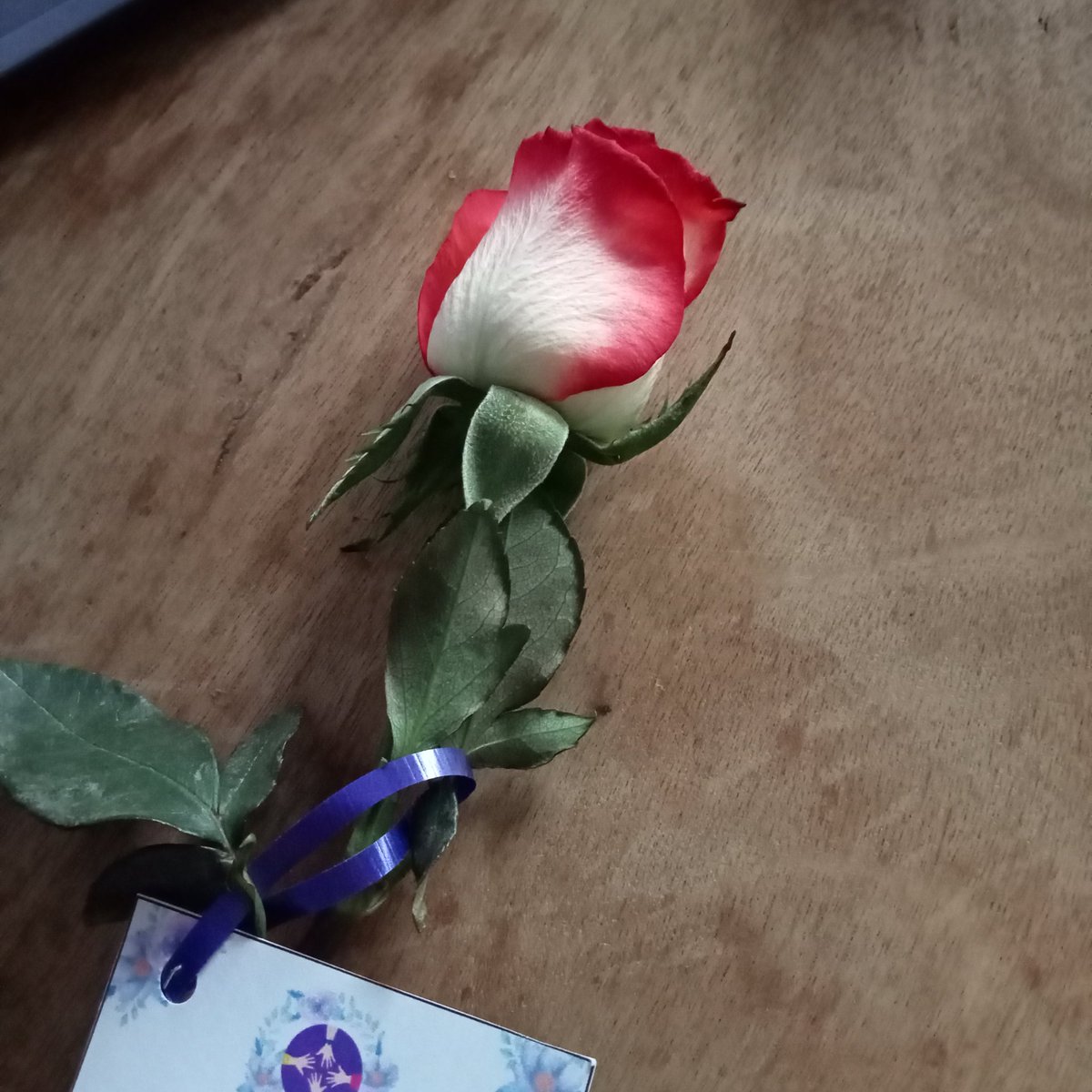 i6bedo's tweet photo. Mi mamá ayer me regaló una rosa, la amo 😢💘 https://t.co/tuSeZM2cuo