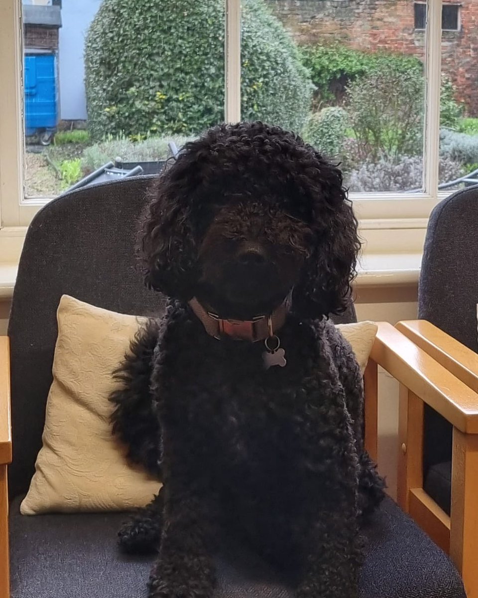 Meet Ludo our King Street office dog who manages to put a smile on everyone’s face! #cockapoo #westnorfolk #kingslynn #law