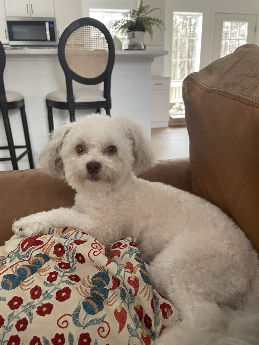 important update: maddie got a new do