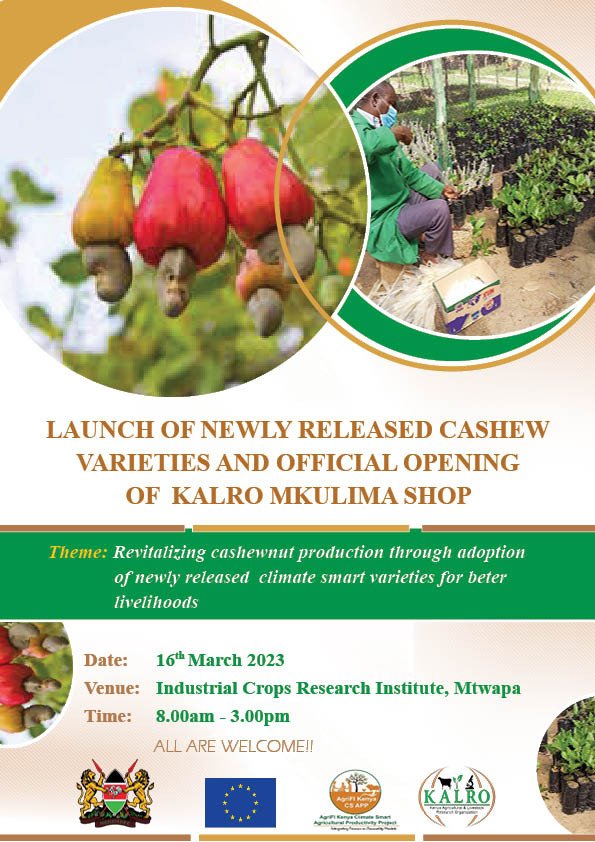 Launching of newly released Cashew varieties at KALRO Mtwapa <a href="/kalromkulima/">KALRO</a> <a href="/Kalroseeds/">KALRO Seeds</a>