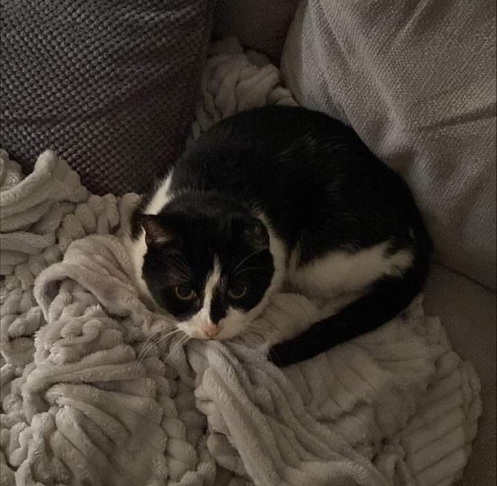 JohnDaffern2's tweet photo. Missing in #Hucknall #NG15 area since 16/02/23
It's been three weeks now since James went #missing and we're starting to think the worst.
Please keep an eye out for him, he's a 9 year old domestic Black and White short hair. Has a cauliflower ear on his left.
Thank you https://t.co/5f6IZhwhtE