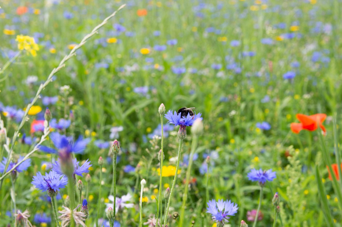 Ook dit jaar ondersteunen we campagnes van <a href="/the_pollinators/">The Pollinators</a>. We organiseren samen activiteiten om een gezonde leefomgeving voor bijen &amp; andere bestuivers te maken. Daar ligt nog veel werk, stap je ook in de Nationale Zaaicoalitie? thepollinators.org #Heijmansgaatvoorgezond