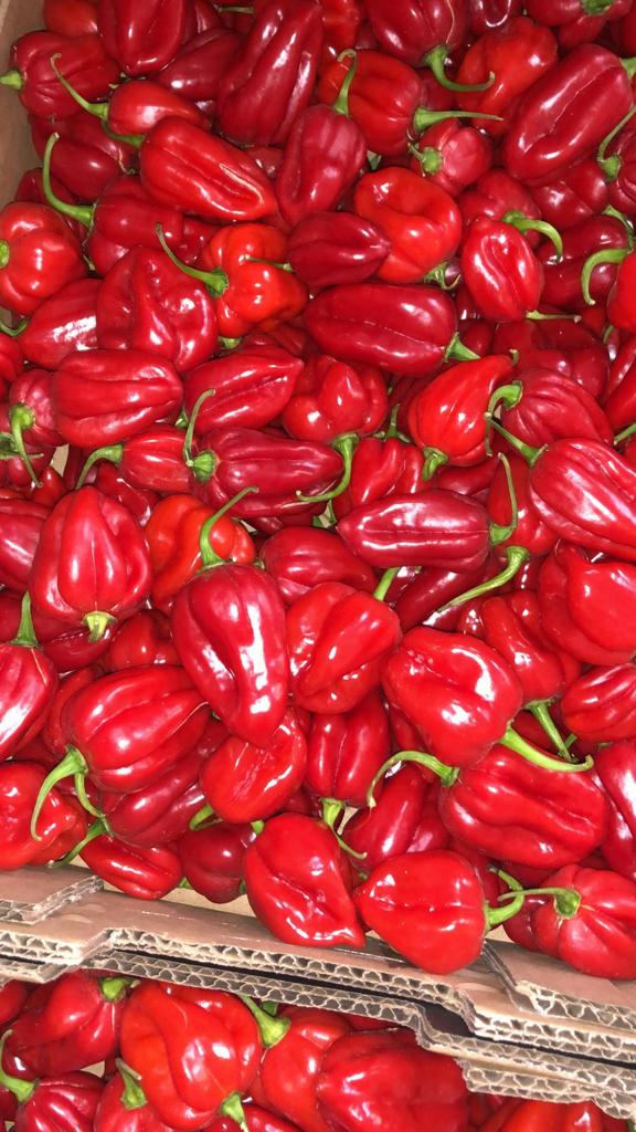 Red Chillies 🌶️Courgettes✅, Red Habaneros 🥵just arrived with us🚚!  #NicolasGarden #Chillicious