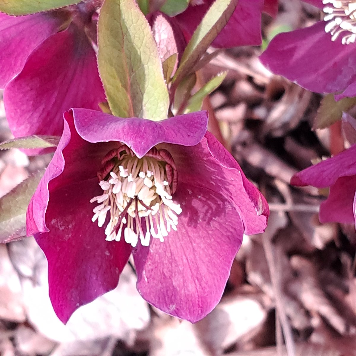 Rododendron en een bloem van de #Helleborus. Ik ga zo even koffie drinken bij een vriendin, vanmiddag mijn oefeningen weer doen.

Fijne donderdag, geniet en blijf gezond!😃💙💛
#natuur #genietenindenatuur