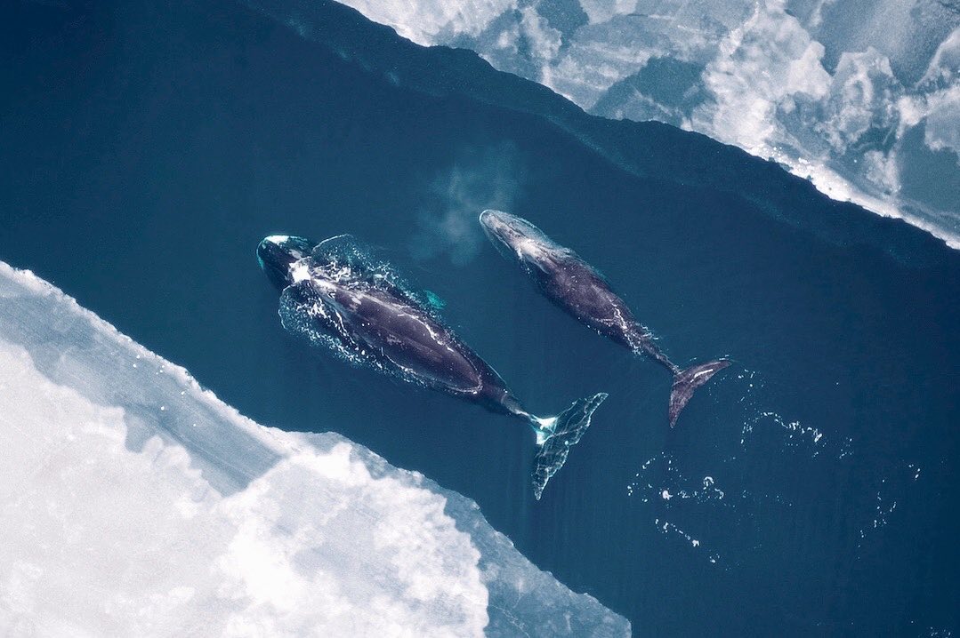 There are whales alive today who were born when George IV ascended the throne. Some of the bowhead whales in the icy waters of Alaska are over 200 years old. 📸: Our Planet