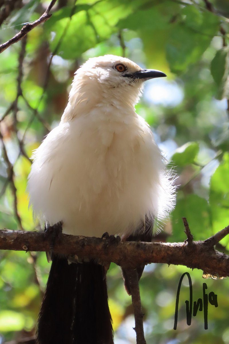 One of my many photos of a #Pied_Babbler Noisy, energetic, and fun birds. #photography #nature #wildlife #outdoors #goedemorgen #birdwatching #BirdsSeenIn2023 #Francistown #Botswana #Africa #MagicalBotswana