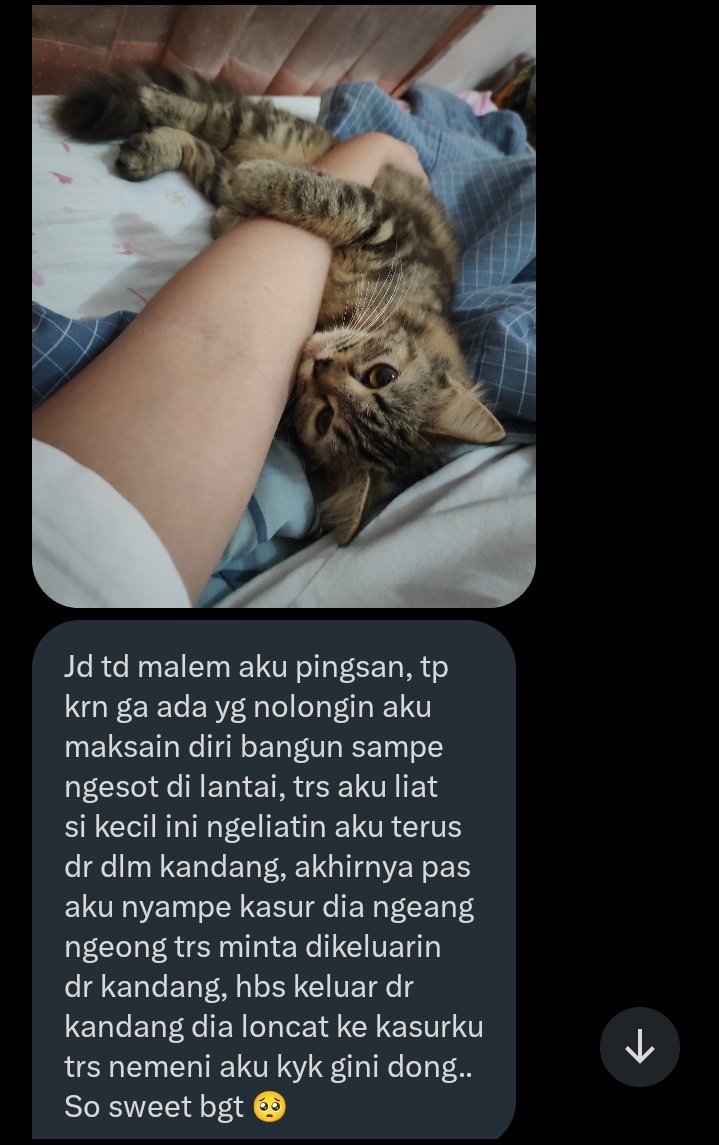 Ada yang kochengnya kek gini juga ga? 🥹🥹🥹 🐈‍⬛