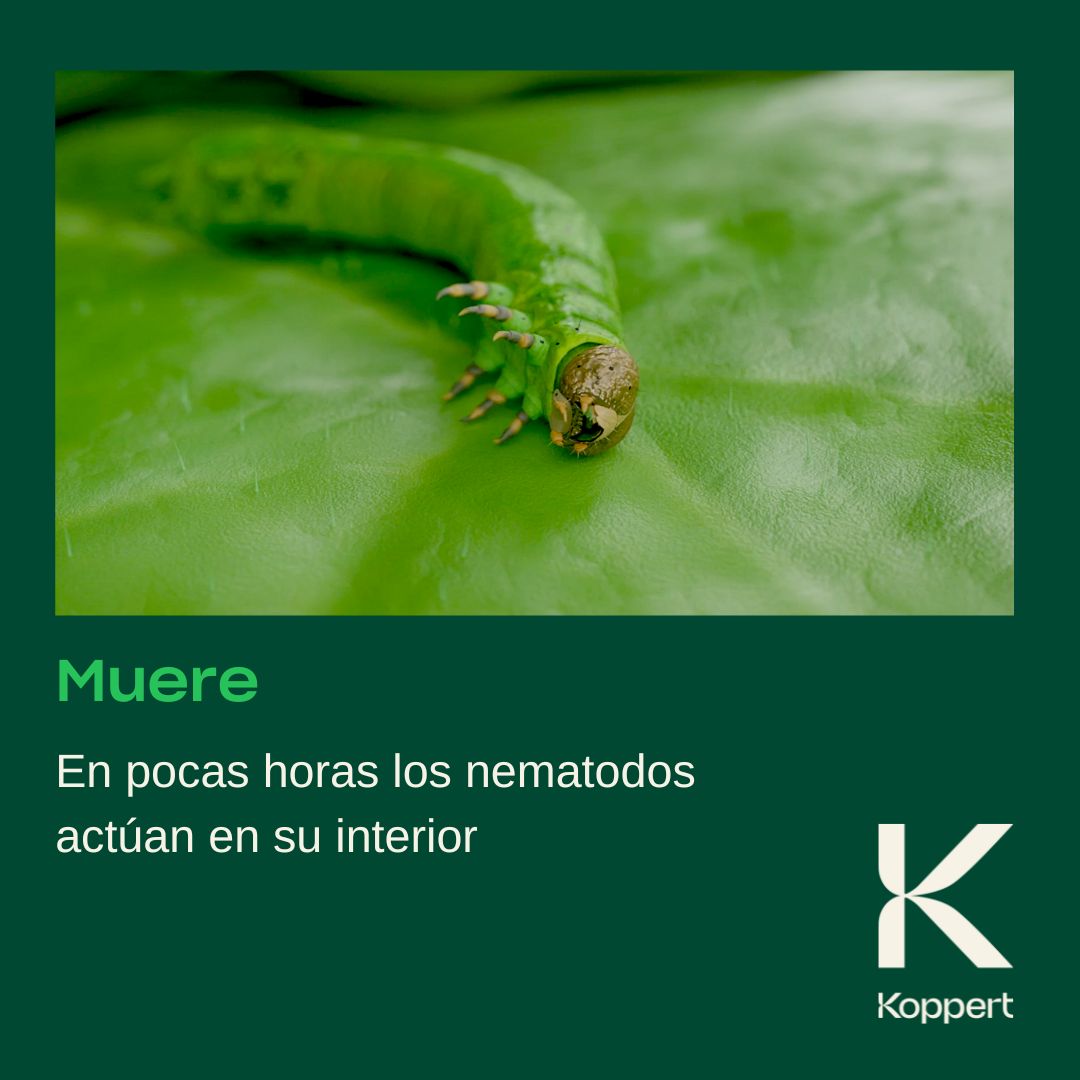 KOPPERT_ES's tweet photo. 😱¿No puedes acabar con la #Tuta?🐛
🪂¡¡El ataque aéreo de #nematodos la deja seca!!💣💥☠️
✅Utiliza #Capsanem su estrategia es ¡¡𝗶𝗻𝗳𝗮𝗹𝗶𝗯𝗹𝗲!!
Más info en: https://t.co/fUwsPV96ye
#koppert #biocontrol https://t.co/qcxipNjn9w