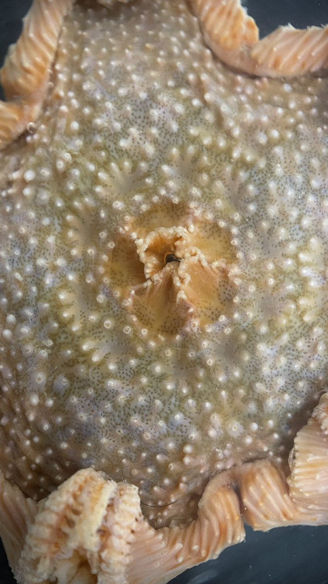 BAS_News's tweet image. Over the past week @griffiths_huw &amp;amp; @morroghmax, the crew and  #SDAScience team have been testing the new deep sea research capabilities of the #RRSSirDavidAttenborough in one of the deepest and least explored parts of #Antarctica, the Hesperides Deep! 🧵(1/4)