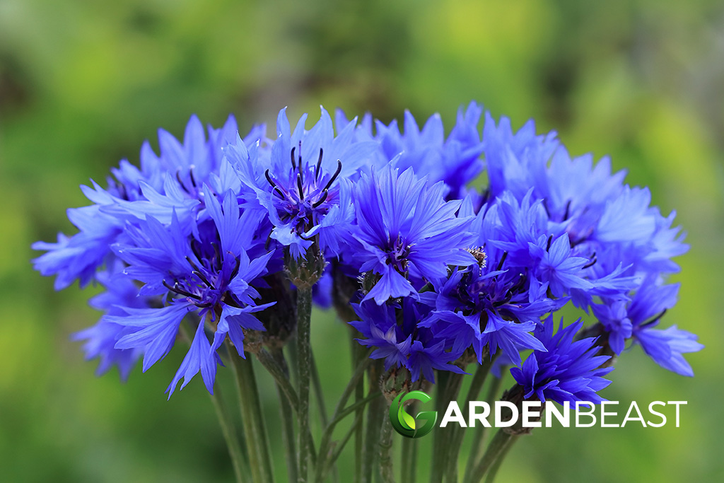 Centaurea Cyanus Guide: How to Grow and Care for "Cornflower"
gardenbeast.com/centaurea-cyan…