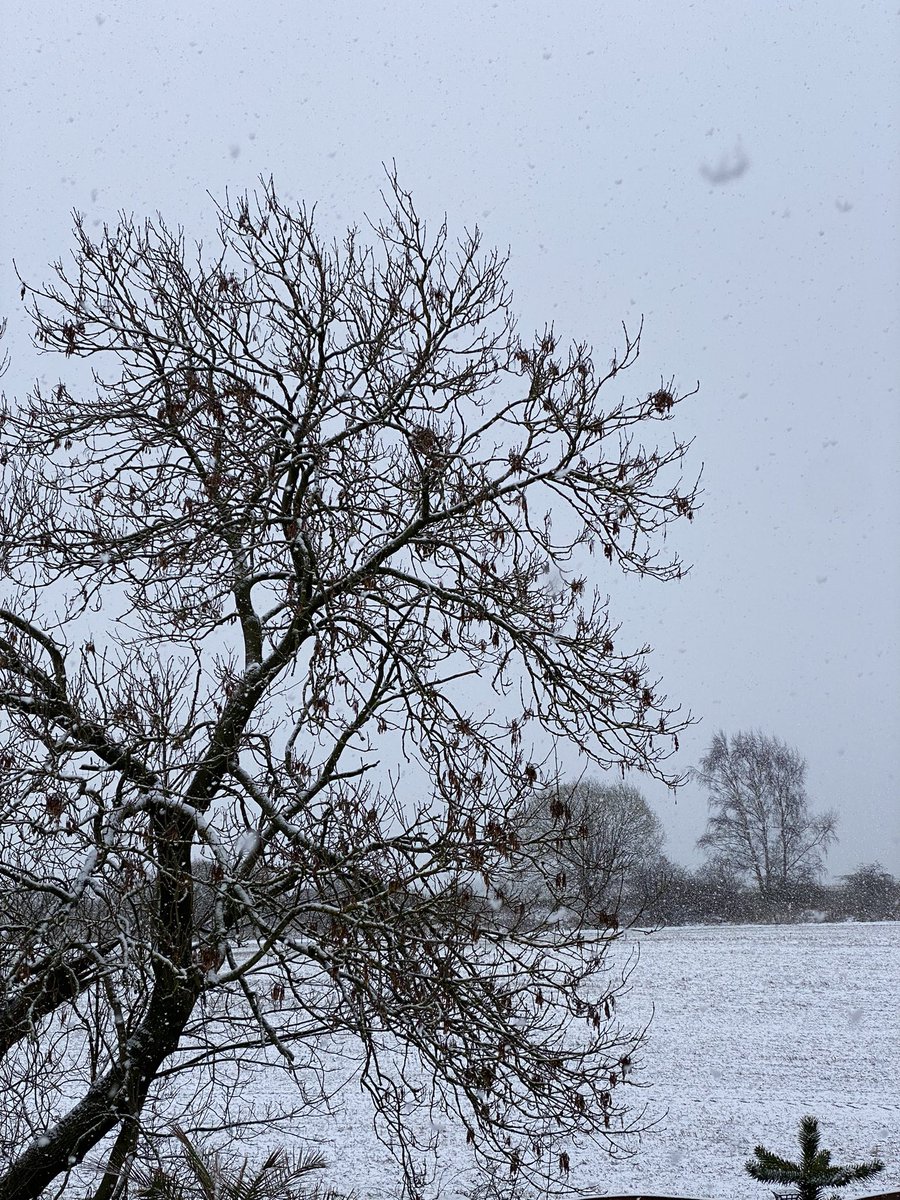 SpanielsSuper's tweet photo. Another beautiful snowy morning, currently snowing heavily #OhWhatABeautifulMorning #ColdAndCrisp #SnowClouds https://t.co/CTZwOTa0S5
