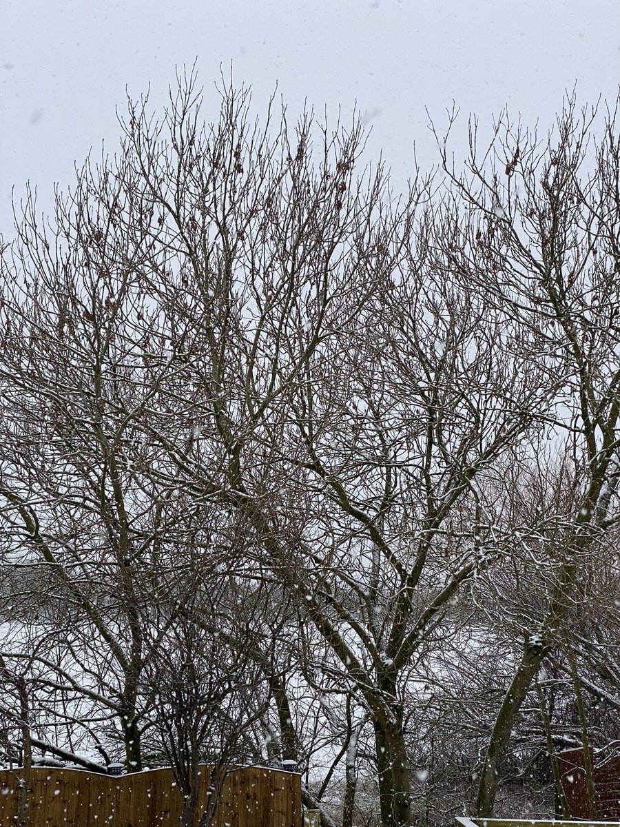 SpanielsSuper's tweet photo. Another beautiful snowy morning, currently snowing heavily #OhWhatABeautifulMorning #ColdAndCrisp #SnowClouds https://t.co/CTZwOTa0S5