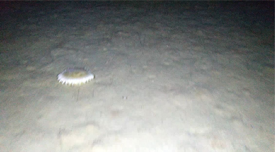 BAS_News's tweet image. The trawls and cameras revealed a range of weird, wonderful and fascinating creatures living in a habitat dominated by cold temperatures, enormous pressure and soft mud! When the samples return we can start the difficult job of putting names to them all! #SDAScience (4/4)