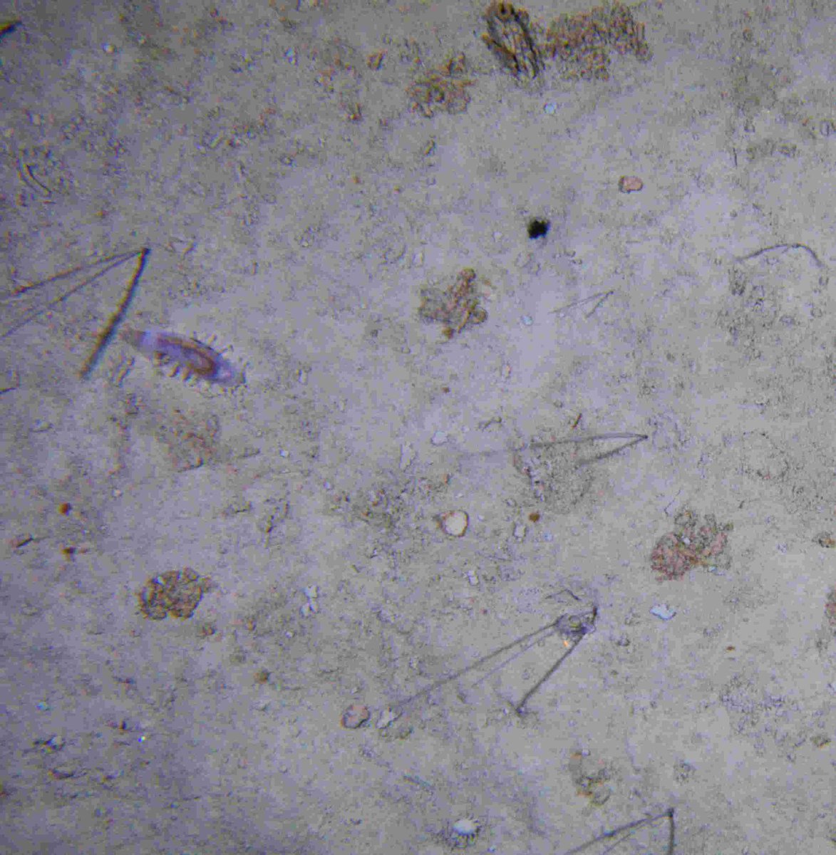 BAS_News's tweet image. The trawls and cameras revealed a range of weird, wonderful and fascinating creatures living in a habitat dominated by cold temperatures, enormous pressure and soft mud! When the samples return we can start the difficult job of putting names to them all! #SDAScience (4/4)